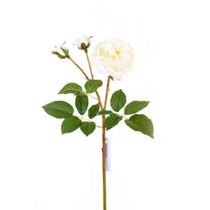 Trandafir Austin 55 cm cu muguri