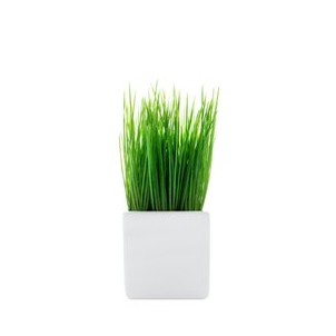 Трава-газон в кашпо 10x23 см