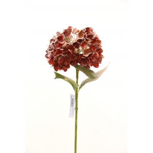 Hortensia de iarnă 63 cm 