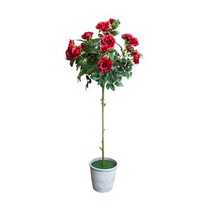 Роза штамбовая в кашпо 15x85 см