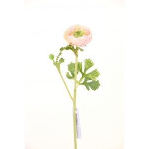 Ranunculus 37 cm