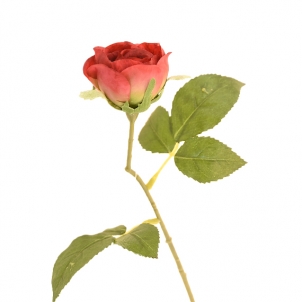 Роза Патио 20 см, красный