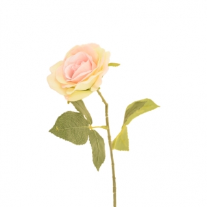 Роза Колибри  20 см