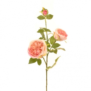 Роза Остин 3 бутона кремово-розовая 75 см