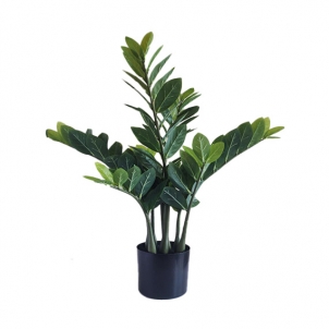 Flori ZAMIOCULCAS în ghiveci 70 cm