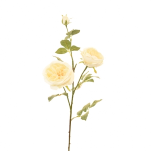 Trandafir Austin de toamnă 3 muguri 75 cm 