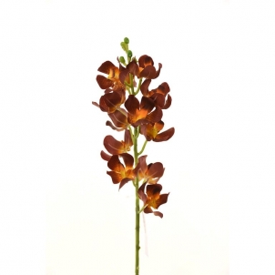 Orhidee Cymbidium  47 cm