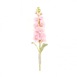 Delphinium 80 cm roz