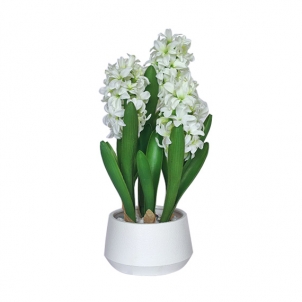 Цветы HYACINTH белые в горшках 40 см