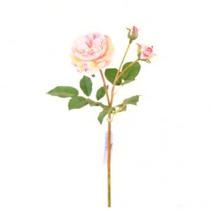 Trandafir Austin de toamna 3 muguri 55 cm roz