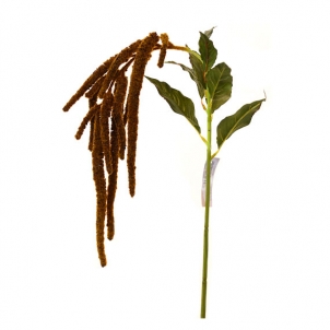 Amaranthus 110 cm, maro