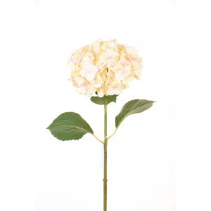 Hortensia Macrophylla 82 cm 