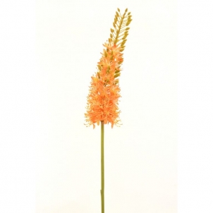 Eremurus orange 85 cm 