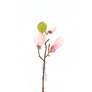 Magnolia 28 cm