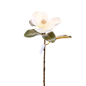 Magnolia de iarnă 72 cm