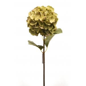Hortensia Macrophylla 80 cm