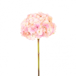 Hortensie 45 cm, roz