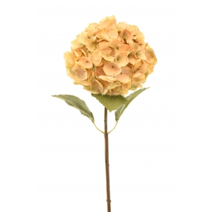 Hortensia Macrophylla 80 cm