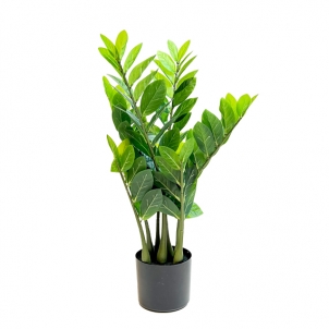 Flori ZAMIOCULCAS în ghiveci 70 cm