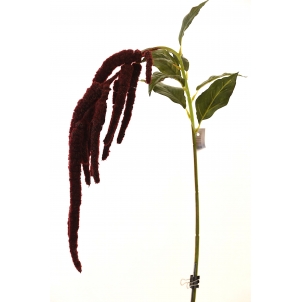 Amaranthus 110 cm 
