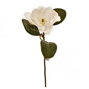 Magnolia 70 cm albă