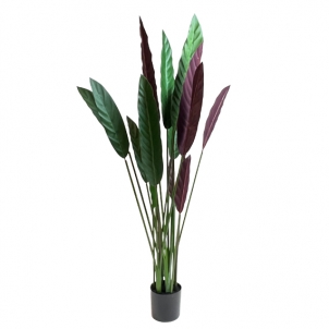 Flori CALATHEA în ghiveci 110 cm