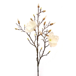 Magnolia 104 cm 