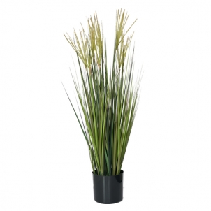 Цветы MISCANTHUS в горшках 91 см