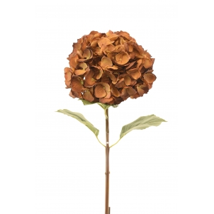 Hortensia Macrophylla 80 cm 