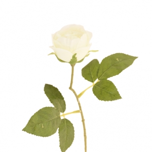 Роза Патио 20 см
