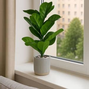 Flori FICUS LYRATA în ghiveci 58 cm