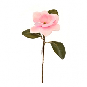 Magnolia 70 cm roz-deschis