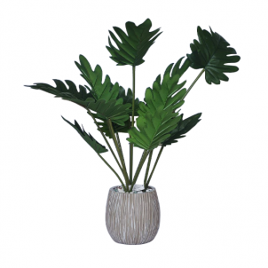 Цветы PHILODENDRON в горшках 64 см