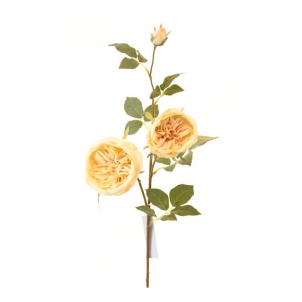 Trandafir Austin 75 cm 3 muguri