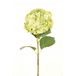 Hortensia Macrophylla 82 cm