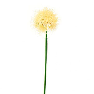 Allium 80 cm alb