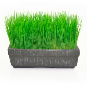 Газонная трава в кашпо 23 см