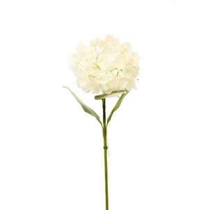 Hortensia de iarnă 63 cm 