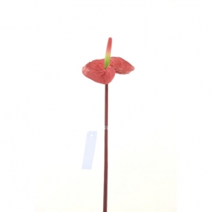 Anthurium 64 cm 