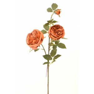  Trandafir Austin 75 cm 3 muguri 
