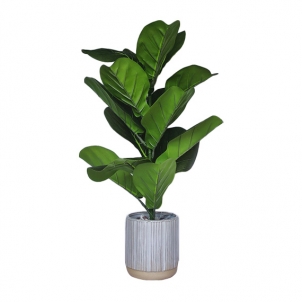 Цветы FICUS LYRATA в горшках 58 см