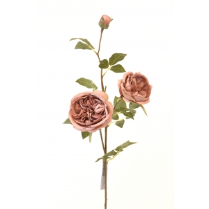 Trandafir Austin 75 cm 3 muguri 