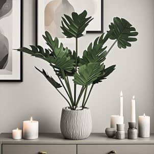 Flori PHILODENDRON în ghiveci 64 cm