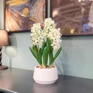 Flori HYACINTH alb în ghiveci 40 cm