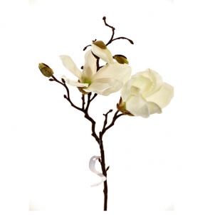 Magnolia ramura 50 cm albă