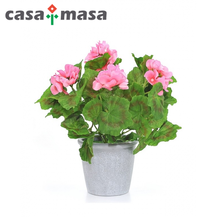 Geranium roz in ghiveci 30 cm